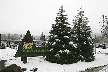 Snowshoe Tree Farm Puyallup