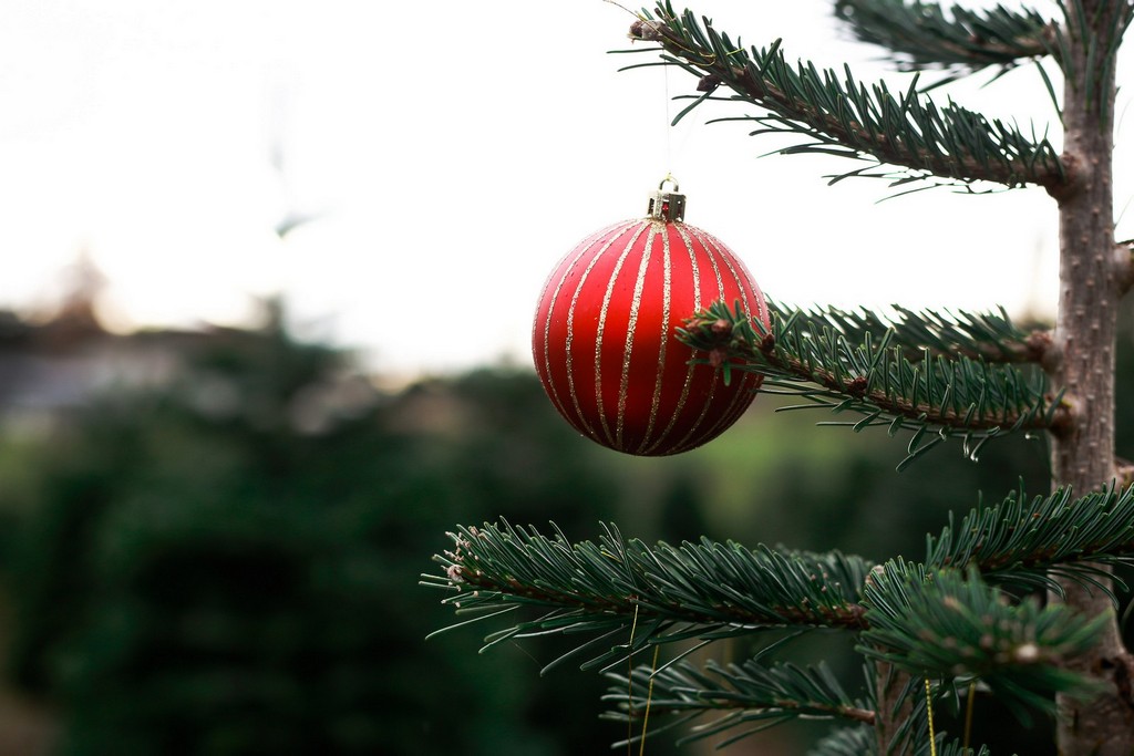 Photos UCut and UChoose Christmas Tree Farm Snowshoe Evergreen