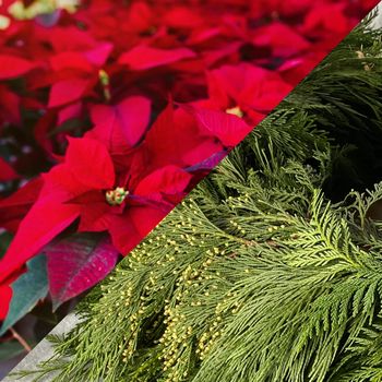 greens & poinsettias badges-01